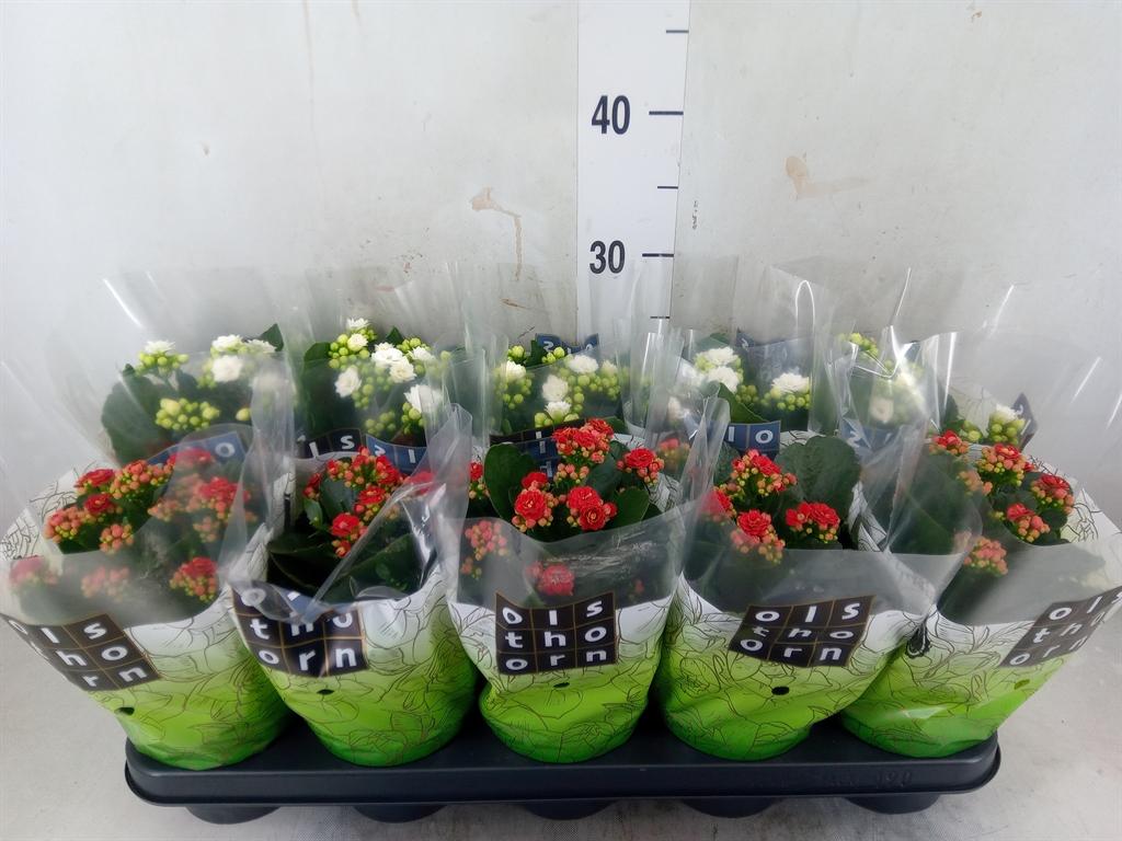 Горшечные цветы и растения оптом Kalanchoe Blos.   ..rosebud Mix  2 от 10шт из Голландии с доставкой по России