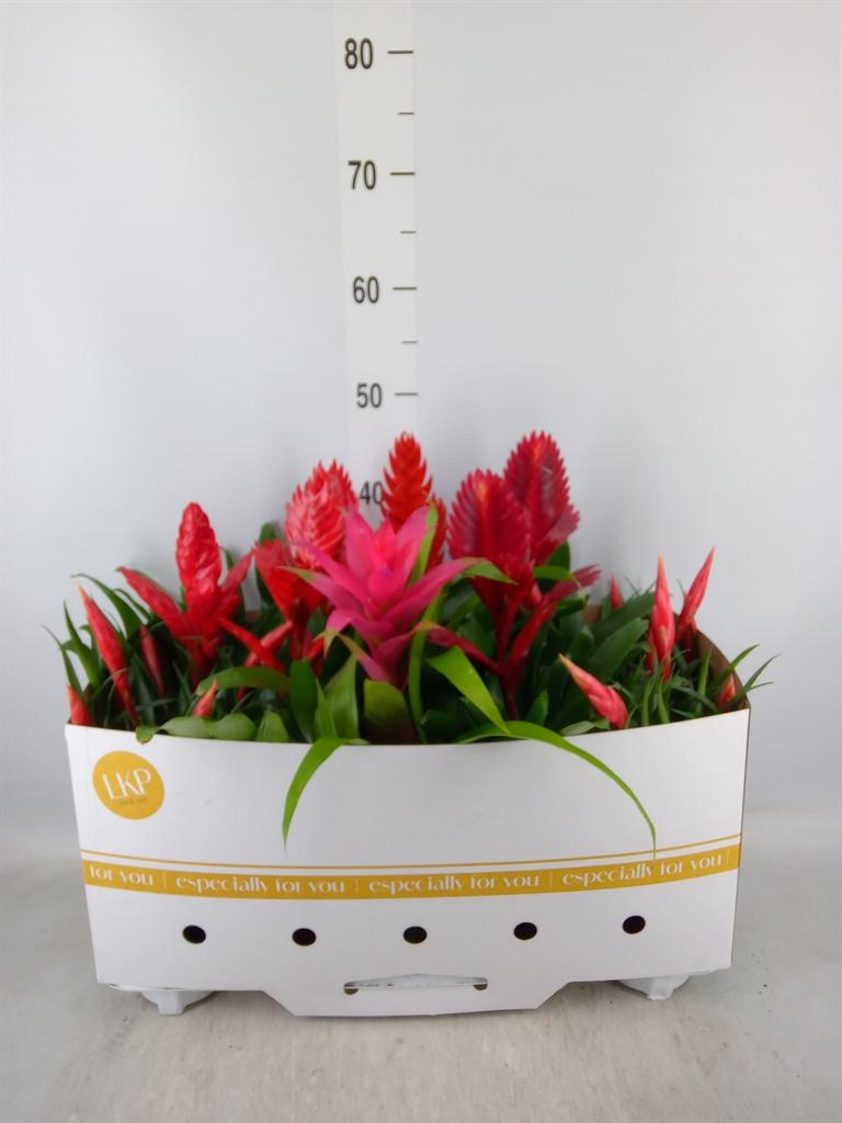 Горшечные цветы и растения оптом Bromelia   ...mix от 10шт из Голландии с доставкой по России