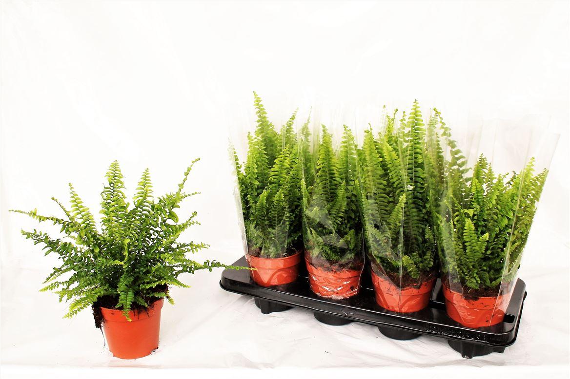 Горшечные цветы и растения оптом Nephrolepis Green Lady от 8шт из Голландии с доставкой по России