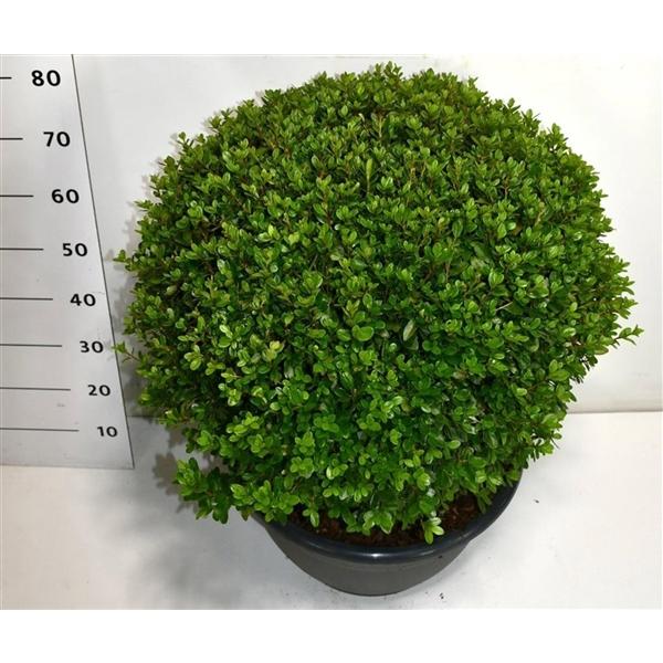 Горшечные цветы и растения оптом Rhododendron (aj) Aladdin Scout от 1шт из Голландии с доставкой по России