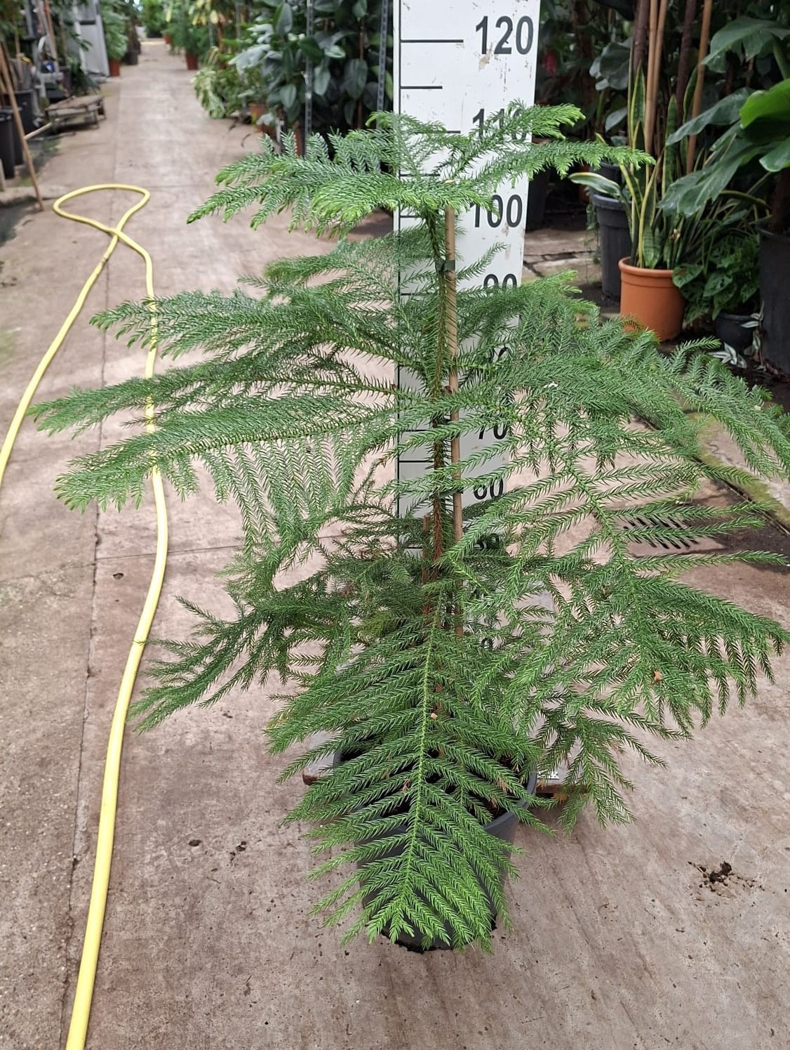 Горшечные цветы и растения оптом Araucaria от 1шт из Голландии с доставкой по России