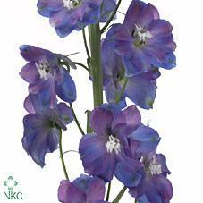 Срезанные цветы оптом Delphinium el guardian blue от 60шт из Голландии с доставкой по России