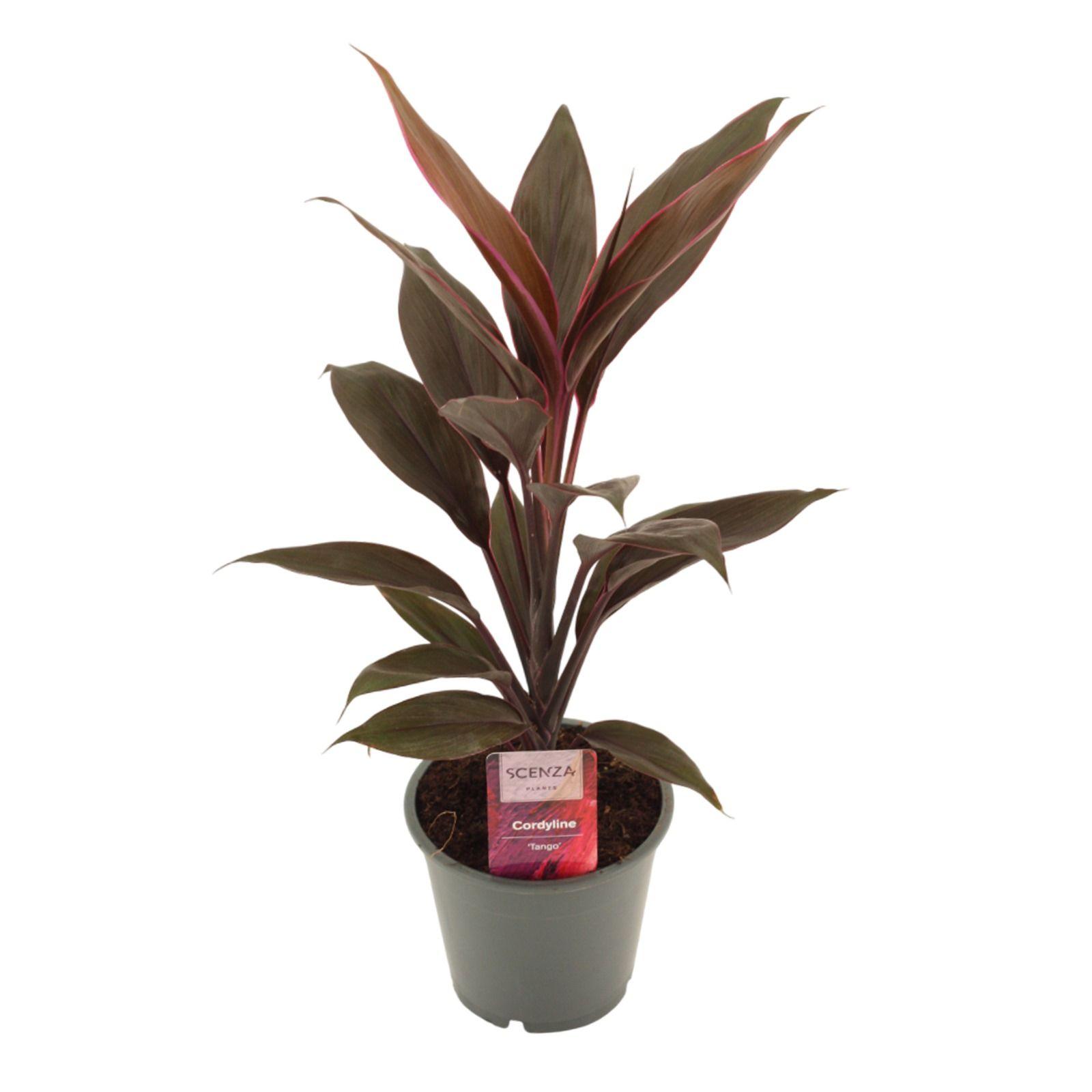 Горшечные цветы и растения оптом Cordyline Tango от 10шт из Голландии с доставкой по России