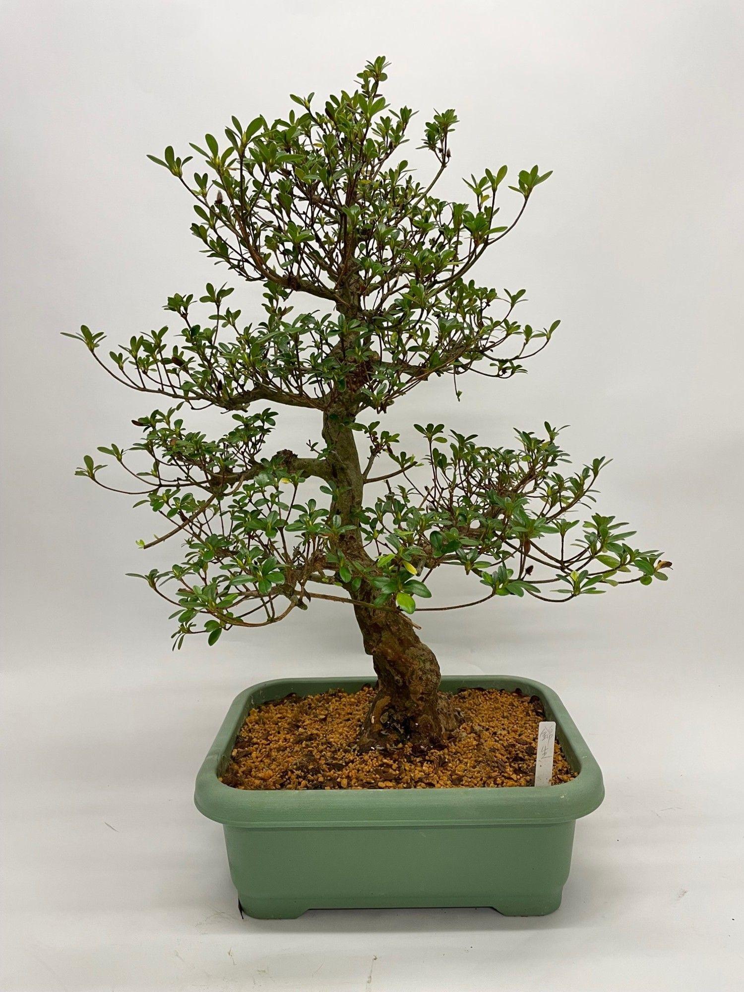 Горшечные цветы и растения оптом Bonsai Satsuki Azalea  (herkomst: Japan) от 1шт из Голландии с доставкой по России
