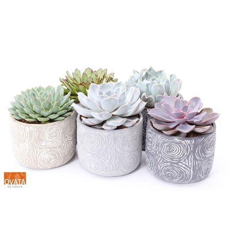 Горшечные цветы и растения оптом Echeveria Gemengd In Delhi от 5шт из Голландии с доставкой по России