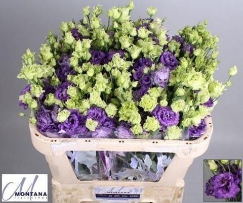 Срезанные цветы оптом Lisianthus do alissa blue от 40шт из Голландии с доставкой по России