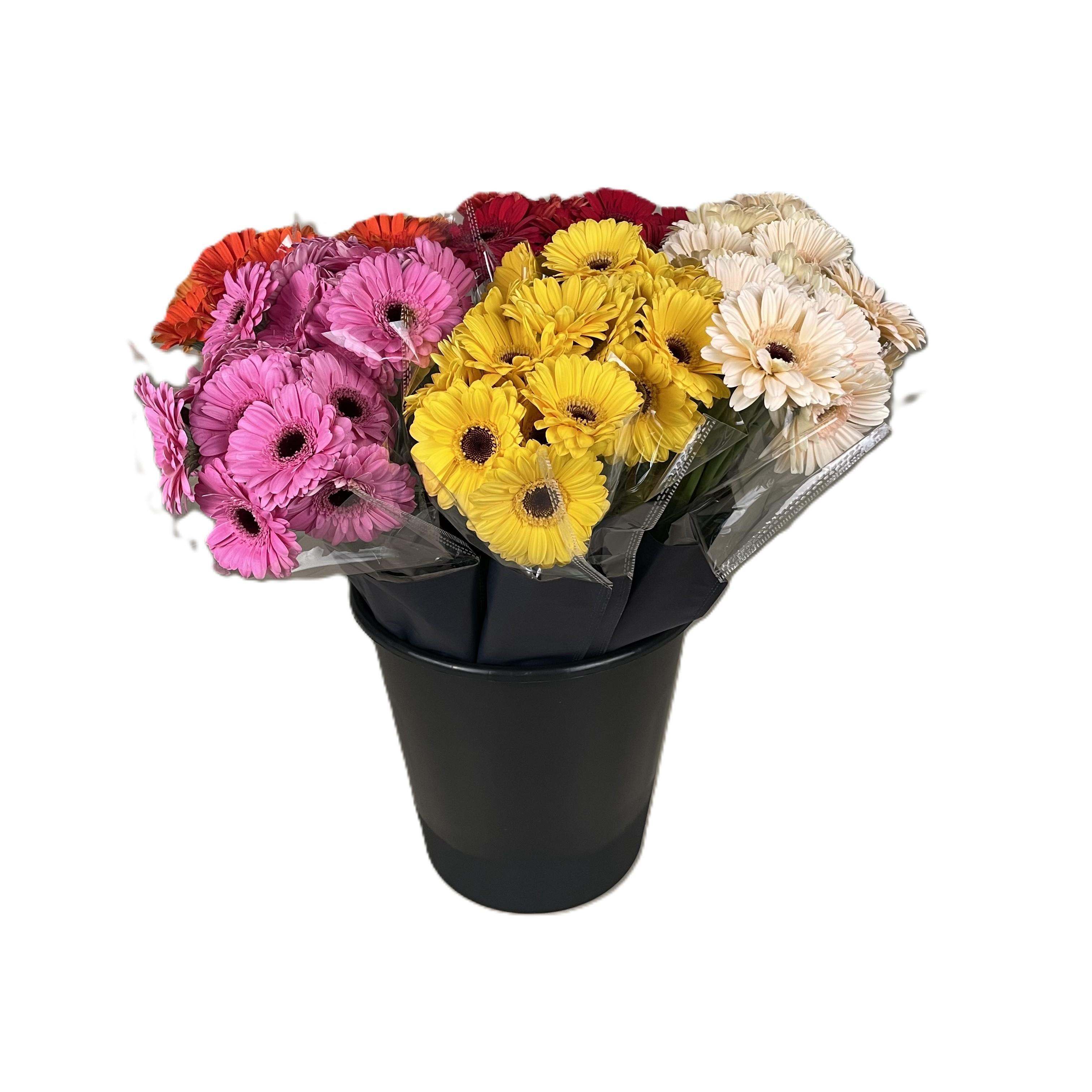 Срезанные цветы оптом Bq Mono Germini 7-er mix от 12шт из Голландии с доставкой по России