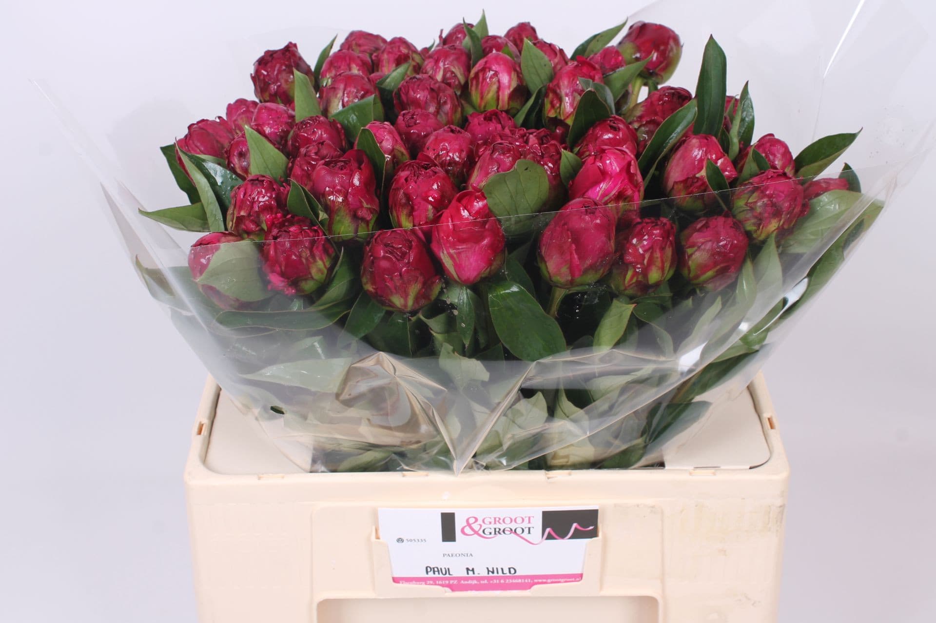 Срезанные цветы оптом Paeonia paul m wild от 50шт из Голландии с доставкой по России