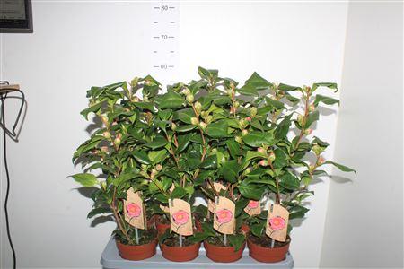 Горшечные цветы и растения оптом ** Came J Dr King 15 Knoppen * Autumn Promo * от 8шт из Голландии с доставкой по России