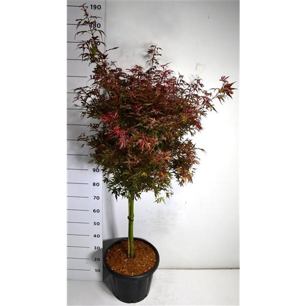 Горшечные цветы и растения оптом Acer Palm Shaina On Stem от 1шт из Голландии с доставкой по России