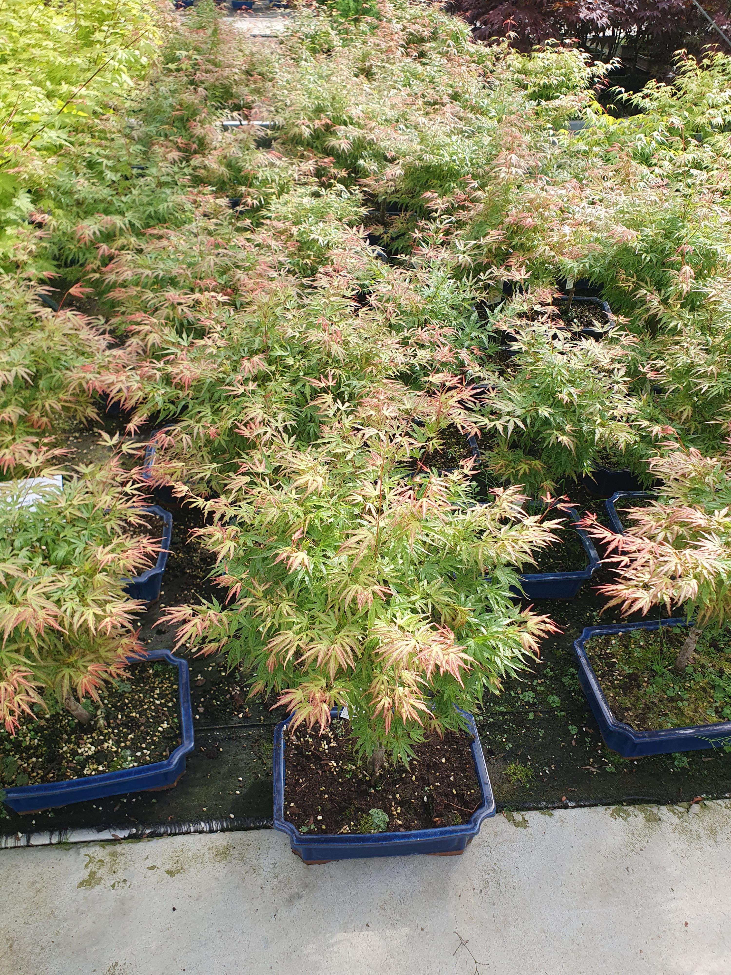 Горшечные цветы и растения оптом Acer Palmatum wilsons Pink Dwarf, Pot 32 Cm. от 1шт из Голландии с доставкой по России