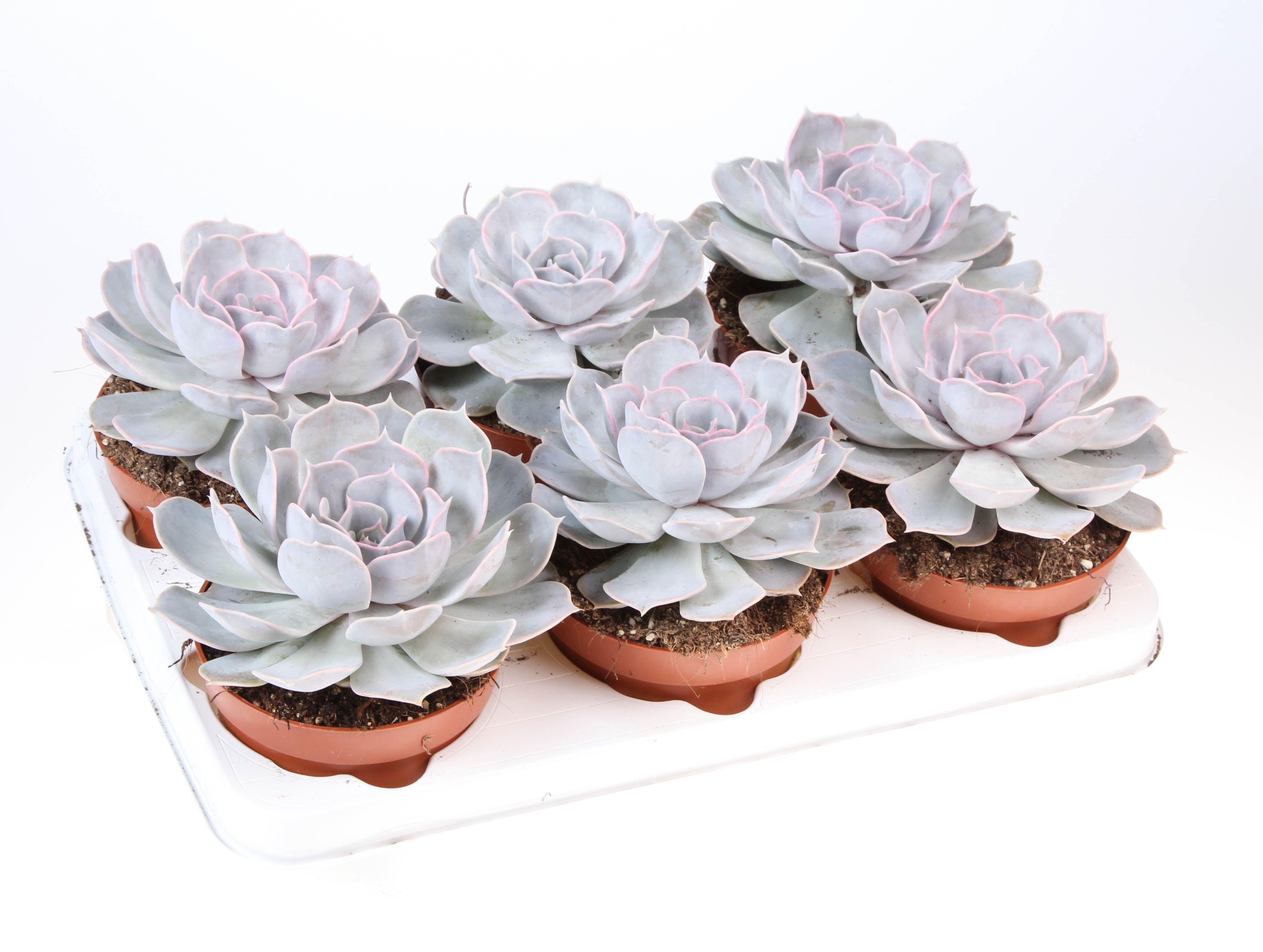 Горшечные цветы и растения оптом Echeveria Lilacina от 6шт из Голландии с доставкой по России