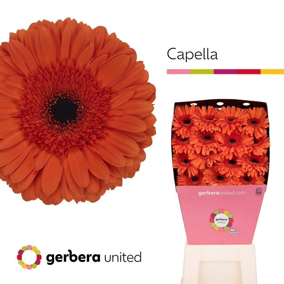 Срезанные цветы оптом Gerbera diamond capella от 45шт из Голландии с доставкой по России