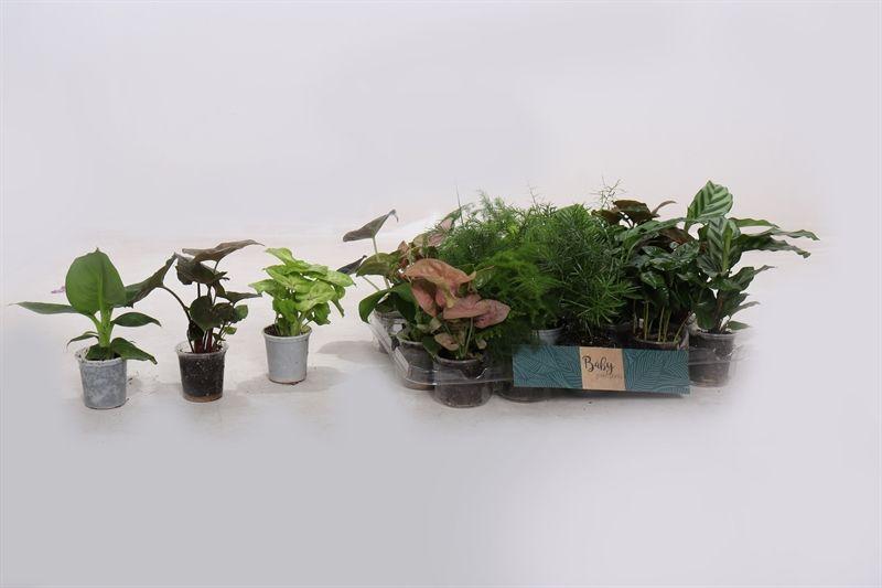 Горшечные цветы и растения оптом Kamerpl Gem Gr 8 Srt от 20шт (для телеги) из Голландии с доставкой по России