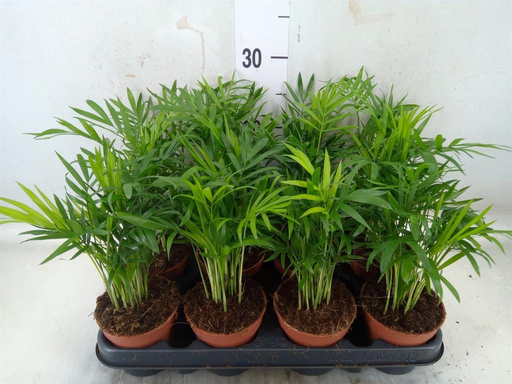 Горшечные цветы и растения оптом Chamaedorea Elegans от 12шт (для телеги) из Голландии с доставкой по России