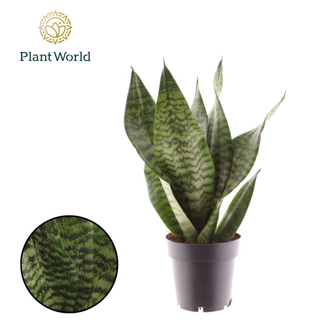 Горшечные цветы и растения оптом Sansevieria Trifasciata Larenzi от 7шт из Голландии с доставкой по России