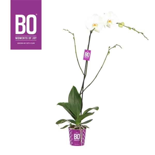 Горшечные цветы и растения оптом Phal 1st King Bo White 9+ (opti) от 4шт из Голландии с доставкой по России