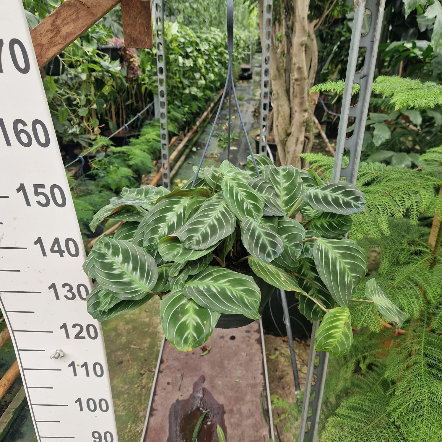 Горшечные цветы и растения оптом Maranta Leuconeura Hanging от 2шт из Голландии с доставкой по России