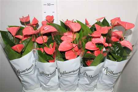 Горшечные цветы и растения оптом Anthu An Pink Champi 6+ от 10шт из Голландии с доставкой по России