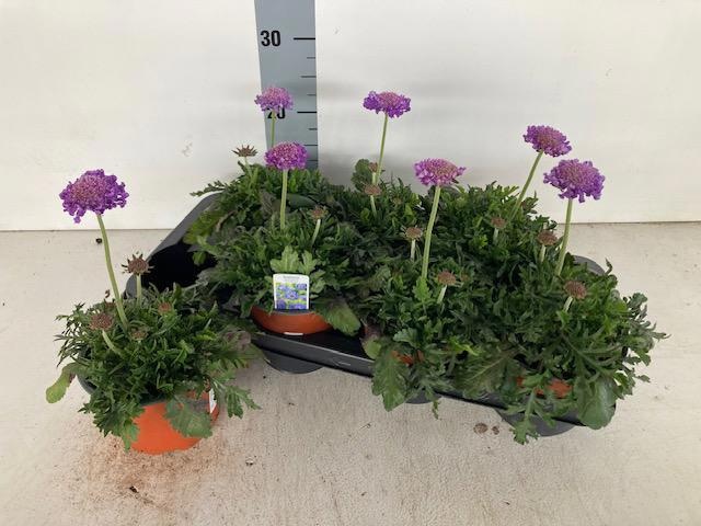 Горшечные цветы и растения оптом Scab Co Butterfly Bl от 7шт из Голландии с доставкой по России