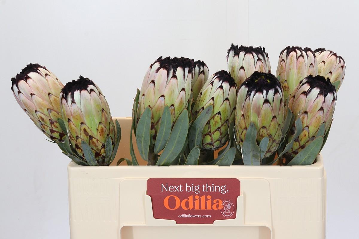 Срезанные цветы оптом Protea barbigera niobe от 10шт из Голландии с доставкой по России