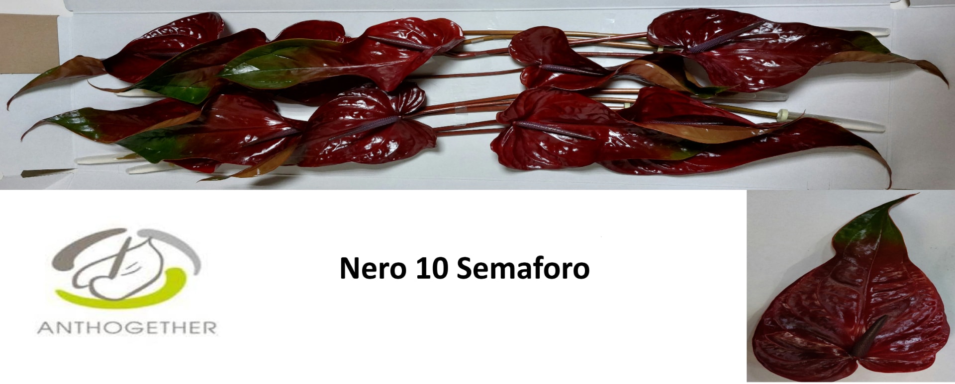 Срезанные цветы оптом Anthurium nero от 10шт из Голландии с доставкой по России