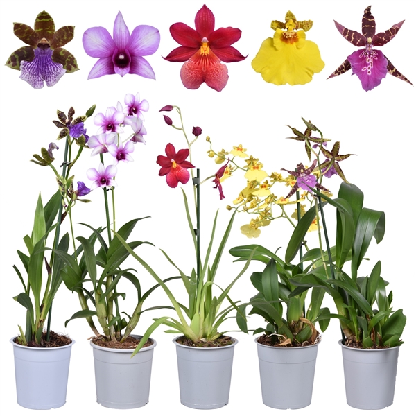 Горшечные цветы и растения оптом Orchid Mix Compact Budget от 10шт из Голландии с доставкой по России