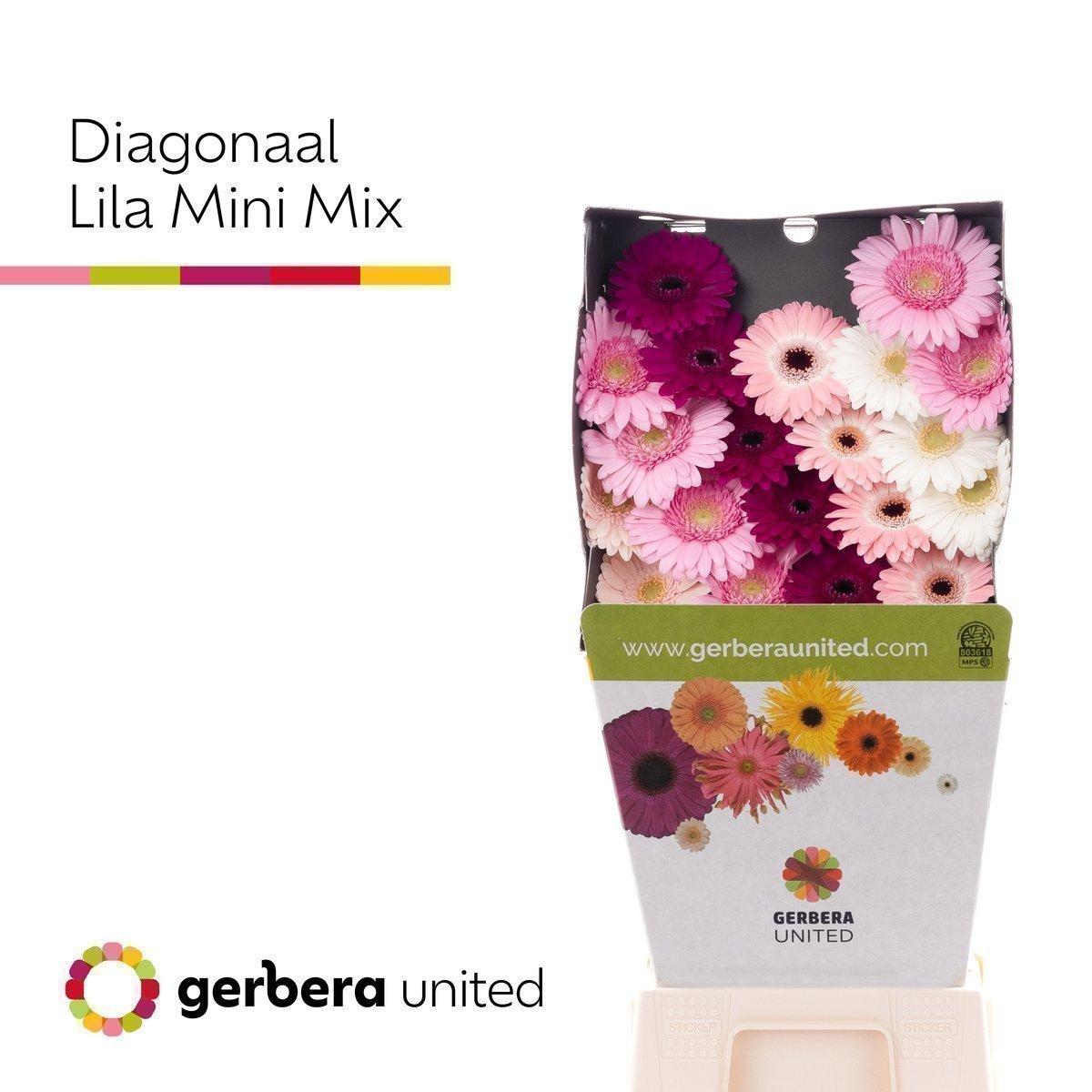 Срезанные цветы оптом Germini diamond mix pink от 20шт из Голландии с доставкой по России