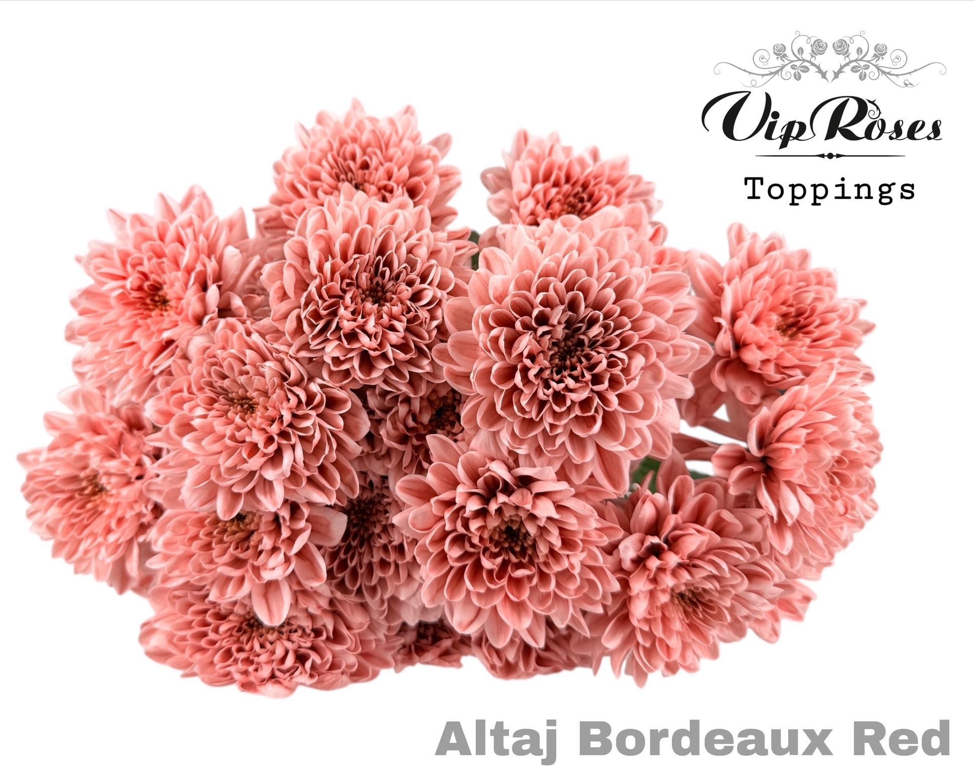 Срезанные цветы оптом Chrys sp paint altaj bordeaux от 20шт из Голландии с доставкой по России