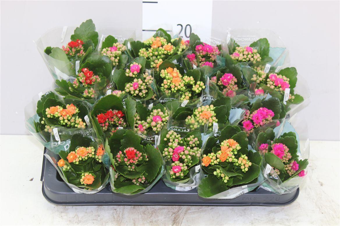 Горшечные цветы и растения оптом Kalanchoe Rosalina Mix от 20шт (для телеги) из Голландии с доставкой по России Горшечные цветы и растения оптом Kalanchoe Rosalina Mix от 20шт (для телеги) из Голландии с доставкой по России