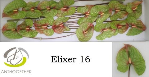 Срезанные цветы оптом Anthurium elixer от 16шт из Голландии с доставкой по России