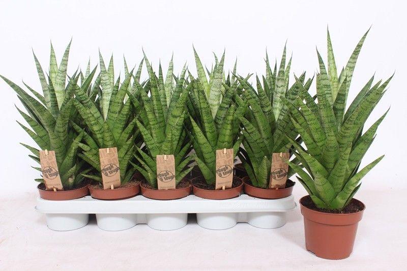 Горшечные цветы и растения оптом Sansevieria Tough Lady от 10шт из Голландии с доставкой по России