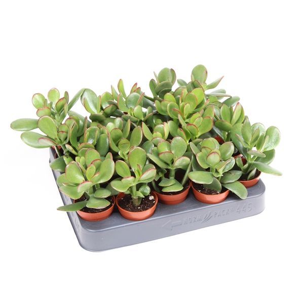 Горшечные цветы и растения оптом Crassula Ovata от 20шт из Голландии с доставкой по России