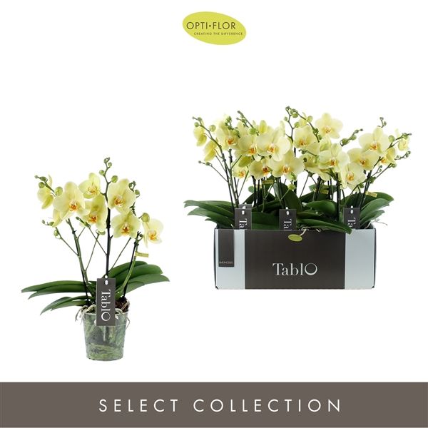 Горшечные цветы и растения оптом Phal 3st Tablo Limoncello 30+ (opti) от 6шт из Голландии с доставкой по России