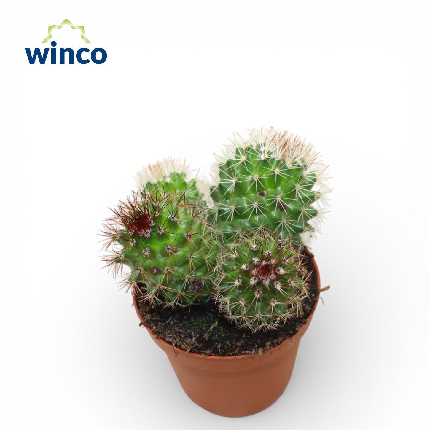 Горшечные цветы и растения оптом Mamm Spinosissima от 18шт (для телеги) из Голландии с доставкой по России