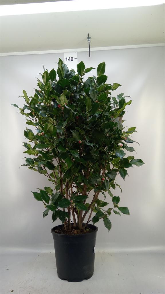 Горшечные цветы и растения оптом Camellia Japonica dr King от 1шт из Голландии с доставкой по России