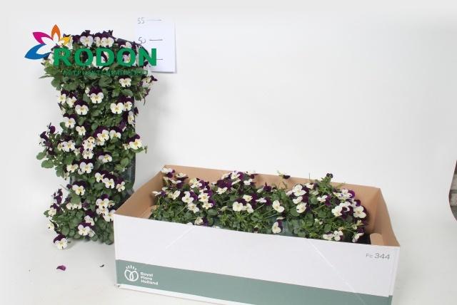 Горшечные цветы и растения оптом Vio Co Em Whi Pu Jup от 2шт из Голландии с доставкой по России