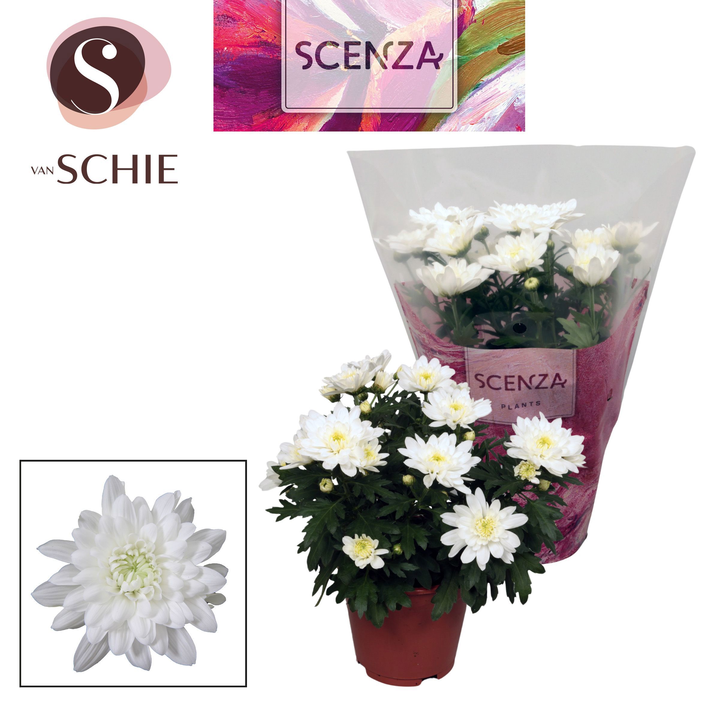 Горшечные цветы и растения оптом Chrys Margarita White (scenza) от 8шт из Голландии с доставкой по России