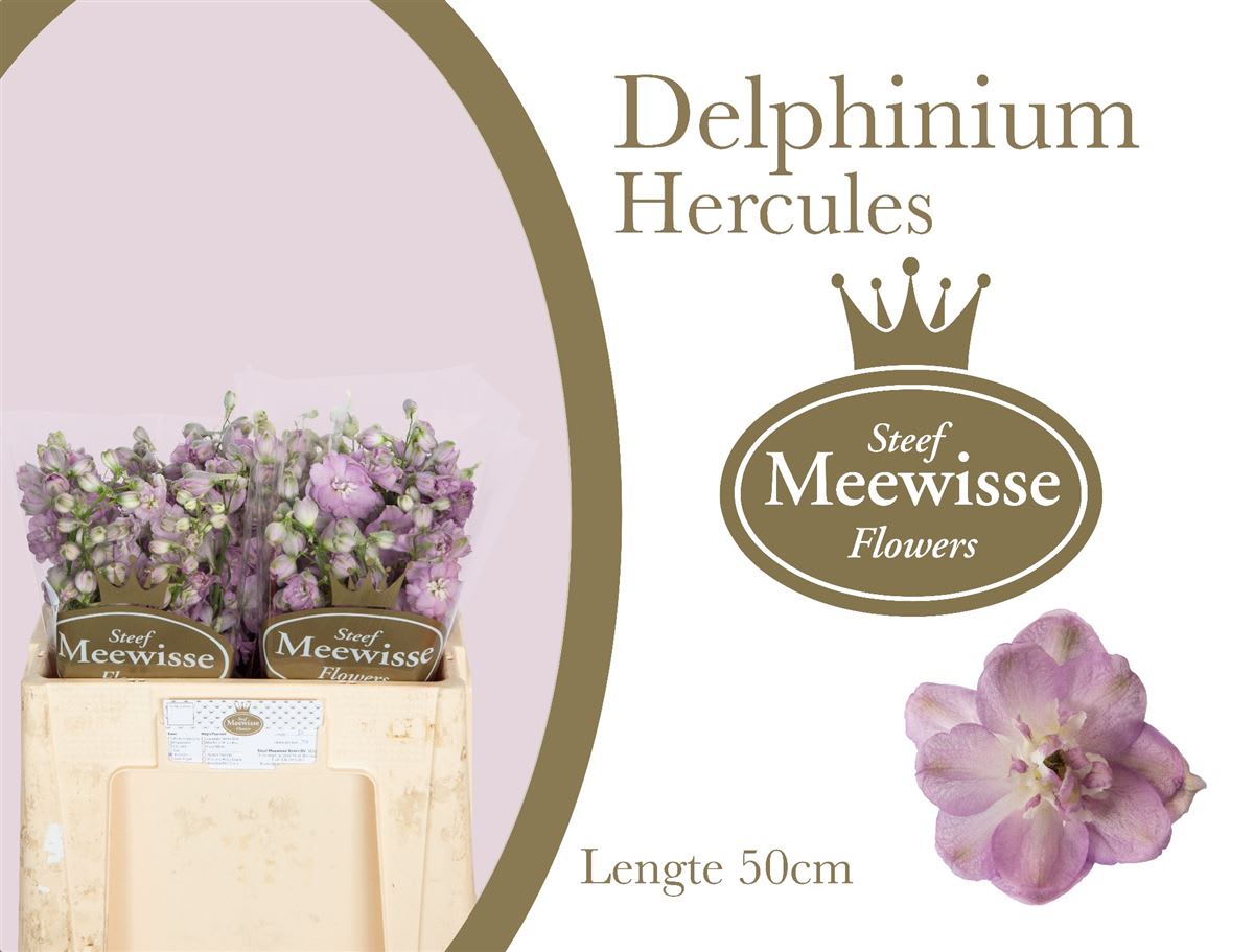 Срезанные цветы оптом Delphinium do el dewi hercules от 40шт из Голландии с доставкой по России
