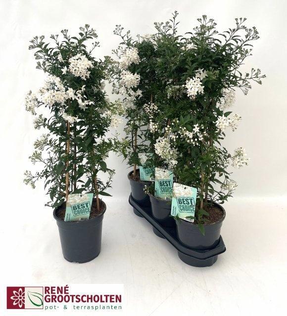 Горшечные цветы и растения оптом Solanum Jasminoides от 3шт из Голландии с доставкой по России