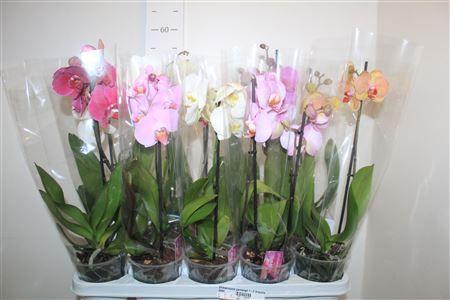 Горшечные цветы и растения оптом Phalaenopsis Gemengd 1-2 Branches 8+ от 10шт из Голландии с доставкой по России