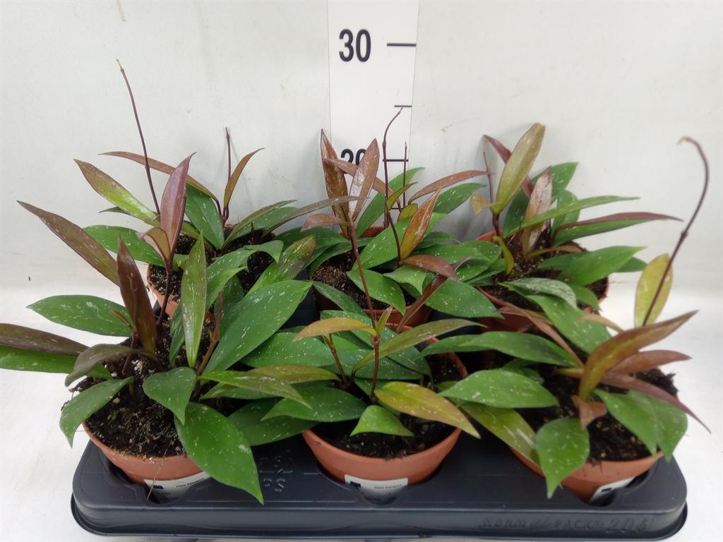 Горшечные цветы и растения оптом Hoya Carnosa от 6шт из Голландии с доставкой по России