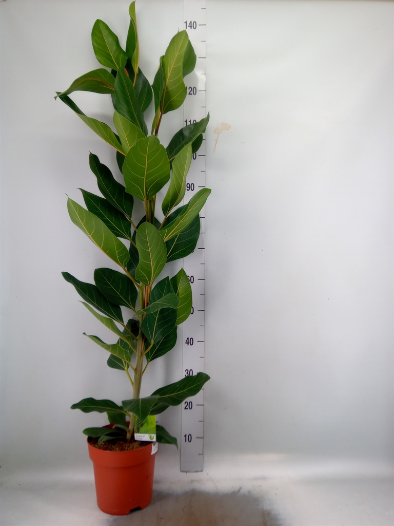 Горшечные цветы и растения оптом Ficus Nitida On Stem от 1шт из Голландии с доставкой по России