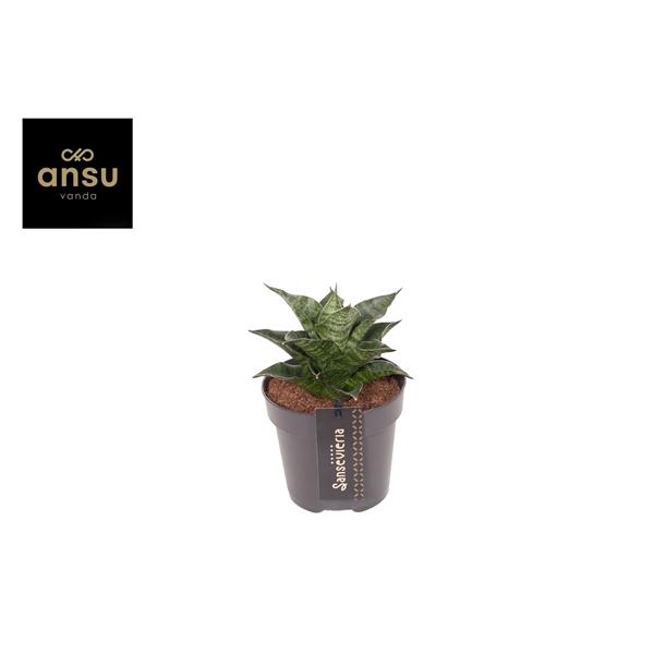 Горшечные цветы и растения оптом Sansevieria Star Mini Marble No. 1 от 10шт из Голландии с доставкой по России
