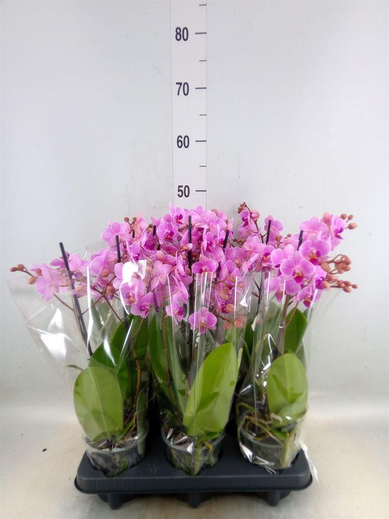 Горшечные цветы и растения оптом Phalaenopsis Multi.   ...rose от 6шт из Голландии с доставкой по России