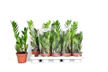 Горшечные цветы и растения оптом Zamio Zamiifolia 3+ * Spring Deal * от 10шт из Голландии с доставкой по России
