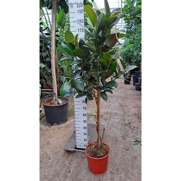 Горшечные цветы и растения оптом Ficus El Melany Twisted Stem от 1шт из Голландии с доставкой по России