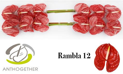 Срезанные цветы оптом Anthurium rambla от 12шт.. из Голландии с доставкой по России