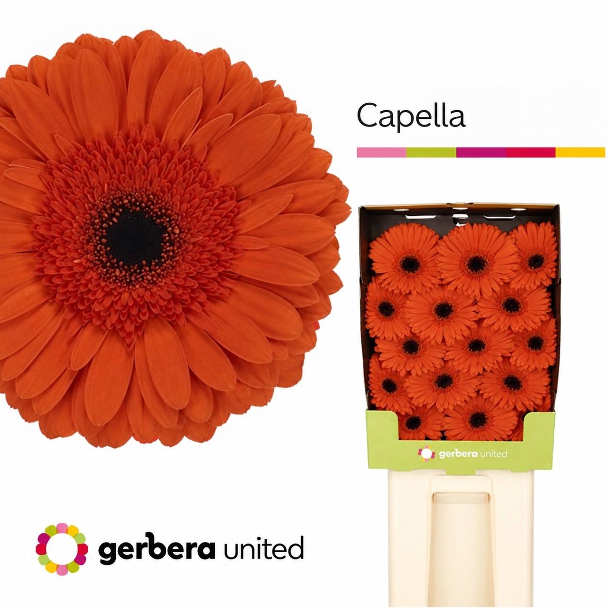 Срезанные цветы оптом Gerbera diamond capella от 30шт из Голландии с доставкой по России