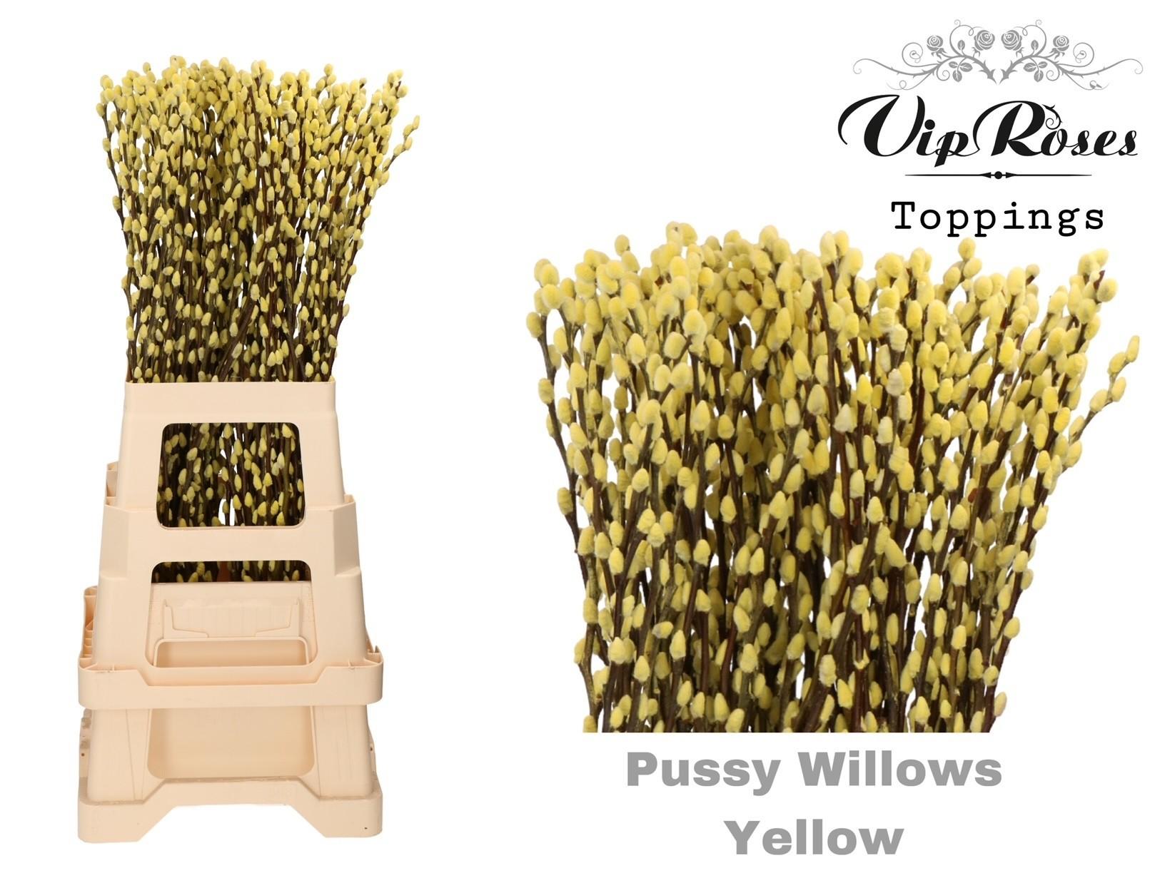 Срезанные цветы оптом Salix paint pussy willow yellow от 100шт из Голландии с доставкой по России